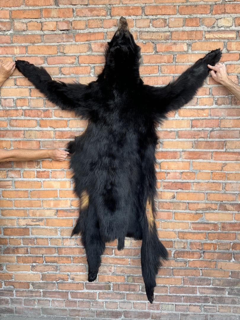 Taxidermy Montana Black Bear Hide (1 of 8)