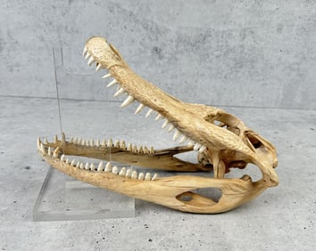Louisiana Alligator Skull with Tag