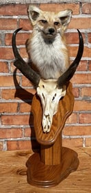 Montana Taxidermy Red Fox & Antelope Mount