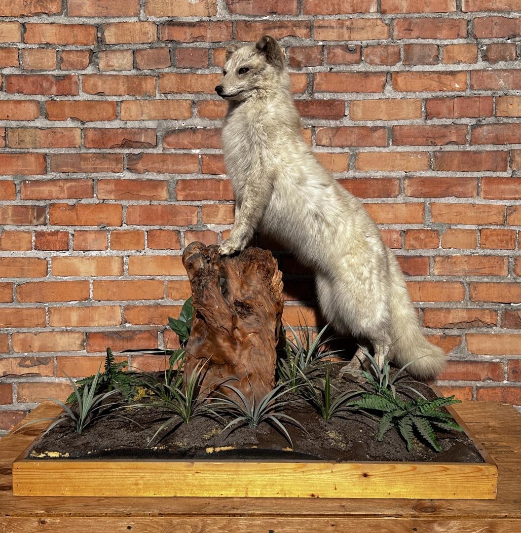 Gorgeous Marbled Arctic Fox Taxidermy Mount (1 of 4)