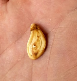 Montana Bull Elk Tooth