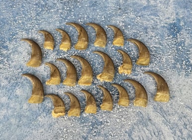 Collection of Montana Black Bear Claws