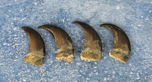 Collection of Montana Black Bear Claws