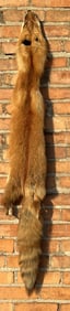 Montana Taxidermy Tanned Red Fox Hide