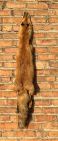 Montana Taxidermy Tanned Red Fox Hide