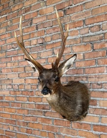 Black Forest German Taxidermy Sika Deer Mount