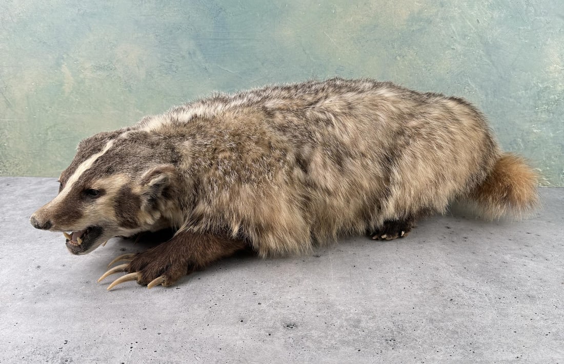 Montana Taxidermy Badger Fully Body Mount: 25 1/4" by 11 3/8" by 7 3/8"