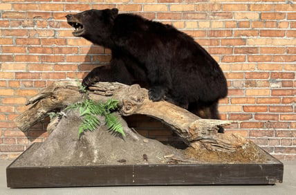 Taxidermy Montana Black Bear Full Body Mount