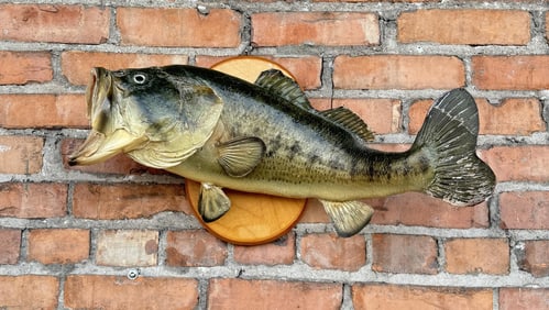 Taxidermy Real Skin Largemouth Bass Mount