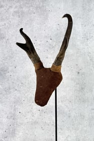 Montana Taxidermy Pronghorn Antelope Horns