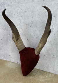 Montana Taxidermy Pronghorn Antelope Horns