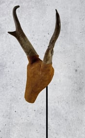 Montana Taxidermy Pronghorn Antelope Horns