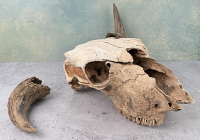Montana Prairie Found Ancient Buffalo Jump Skull