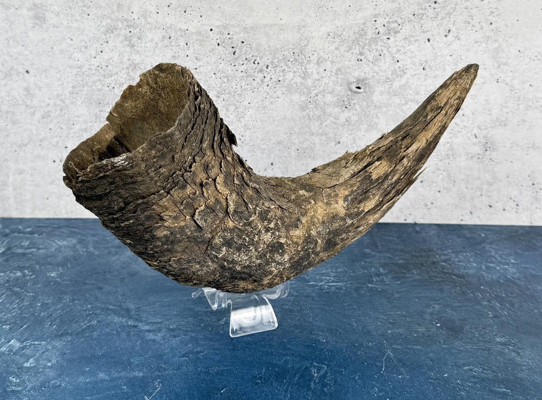 Montana Buffalo Horn Cap Relic: 9 5/8" long.