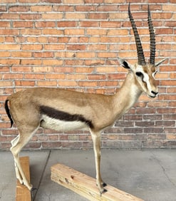 Full Body African Taxidermy Thomson's Gazelle