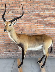 Full Body African Taxidermy Lechwe
