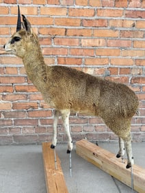 Full Body African Taxidermy Klipspringer