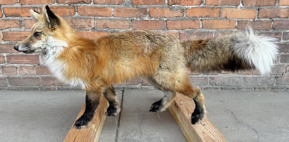 Full Body Montana Taxidermy Red Fox