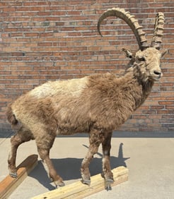 Full Body Taxidermy Siberian Ibex
