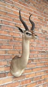 Shoulder Mount Taxidermy African Gerenuk