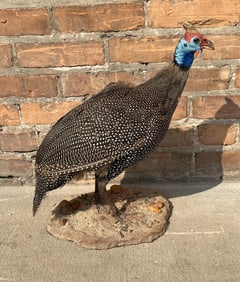 Full Body African Taxidermy Helmeted Guineafowl
