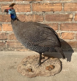 Full Body African Taxidermy Helmeted Guineafowl