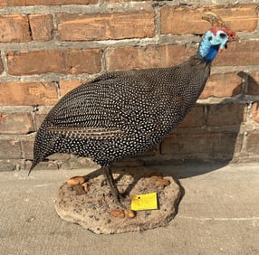 Full Body African Taxidermy Helmeted Guineafowl