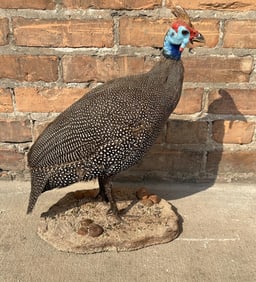 Full Body African Taxidermy Helmeted Guineafowl