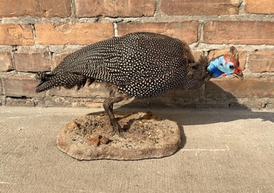 Full Body African Taxidermy Helmeted Guineafowl
