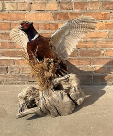 Full Body Montana Taxidermy Pheasant