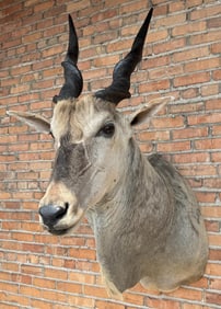 Shoulder Mount Taxidermy African Eland
