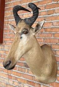 Shoulder Mount Taxidermy Lichtenstein Hartebeest