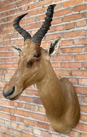Shoulder Mount Taxidermy African Red Hartebeest