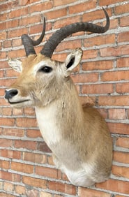 Shoulder Mount Taxidermy African Kob
