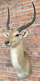 Shoulder Mount Taxidermy African Lechwe