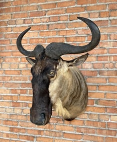 Shoulder Mount Taxidermy African White Wildebeest
