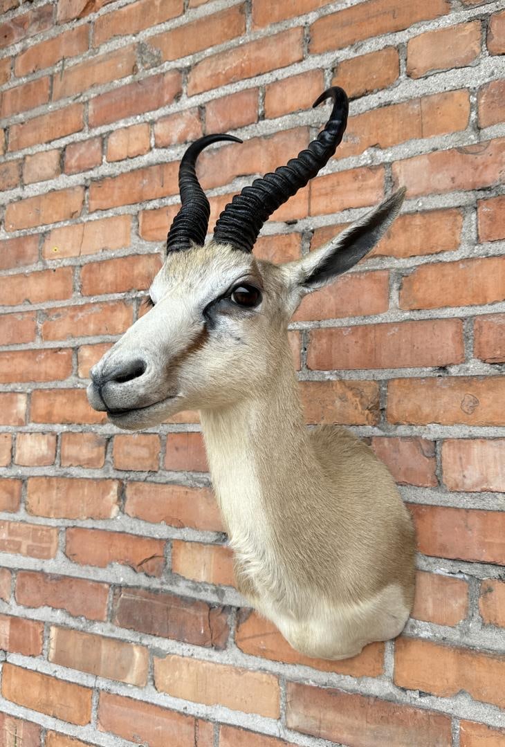 Shoulder Mount Taxidermy African Springbok (1 of 5)