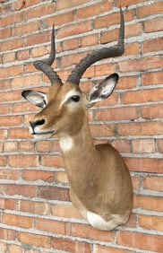 Shoulder Mount Taxidermy African Impala