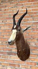 Shoulder Mount Taxidermy African Blesbok