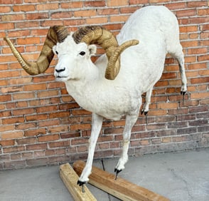 #4 in the World Full Body Taxidermy Dall Sheep