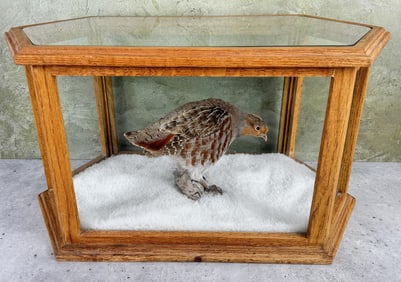 Montana Taxidermy Hungarian Partridge
