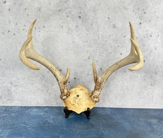 Montana Taxidermy Whitetail Deer Horns