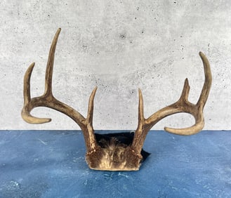 Montana Taxidermy Whitetail Deer Horns