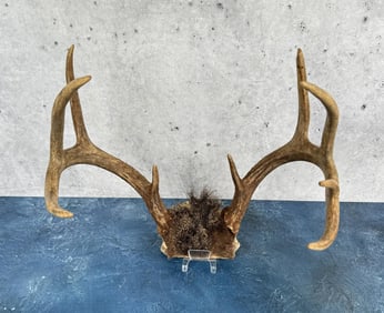 Montana Taxidermy Whitetail Deer Horns