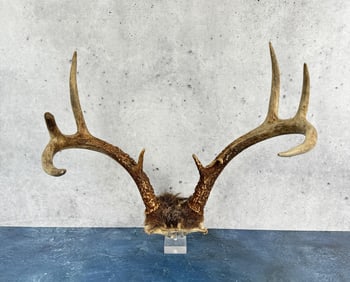Montana Taxidermy Whitetail Deer Horns