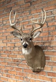 Montana Taxidermy Whitetail Deer Mount