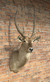 Shoulder Mount Taxidermy African Waterbuck