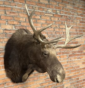 Montana Taxidermy Moose Mount