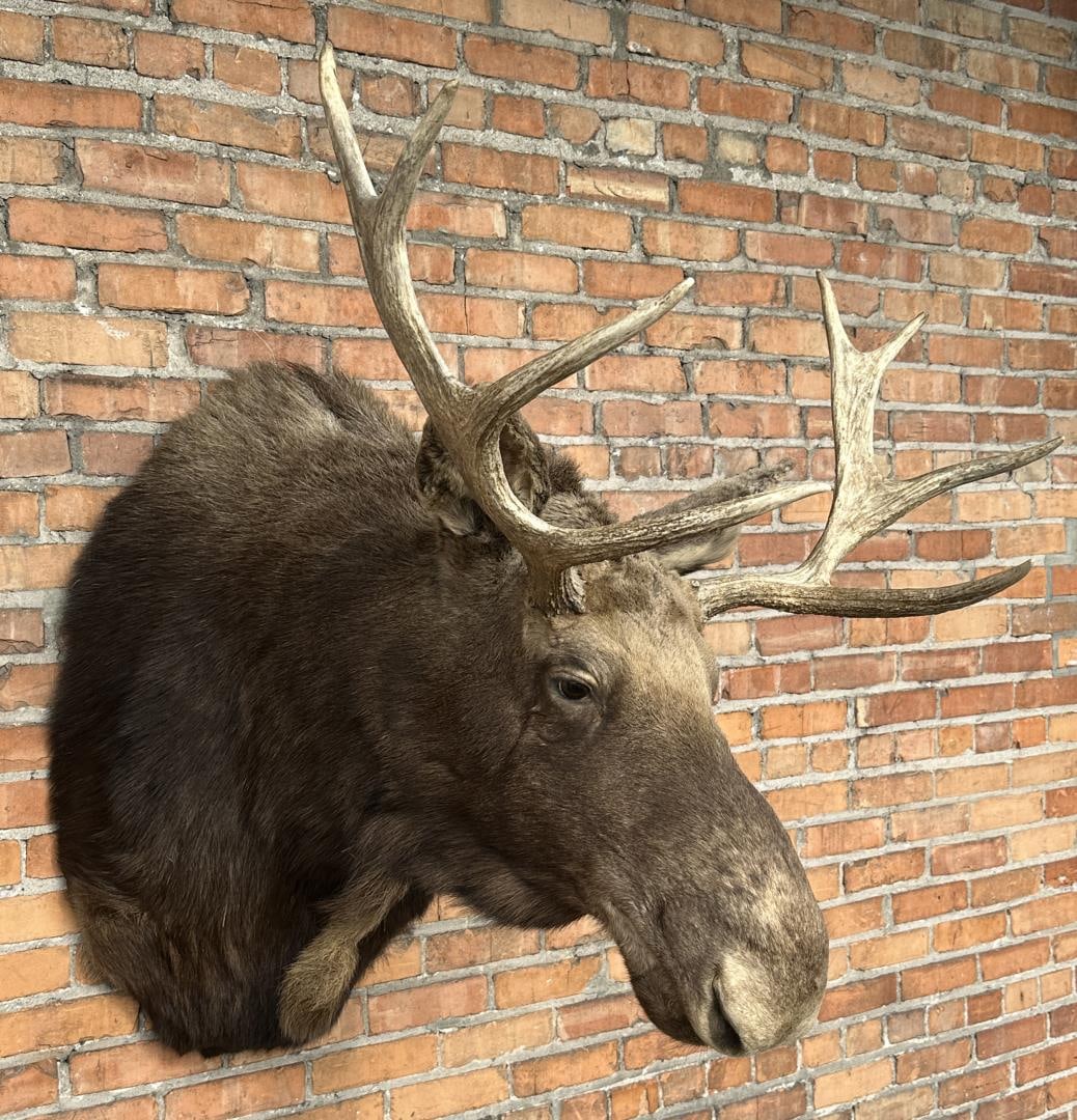 Montana Taxidermy Moose Mount (1 of 4)
