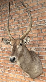 Shoulder Mount Taxidermy African Waterbuck